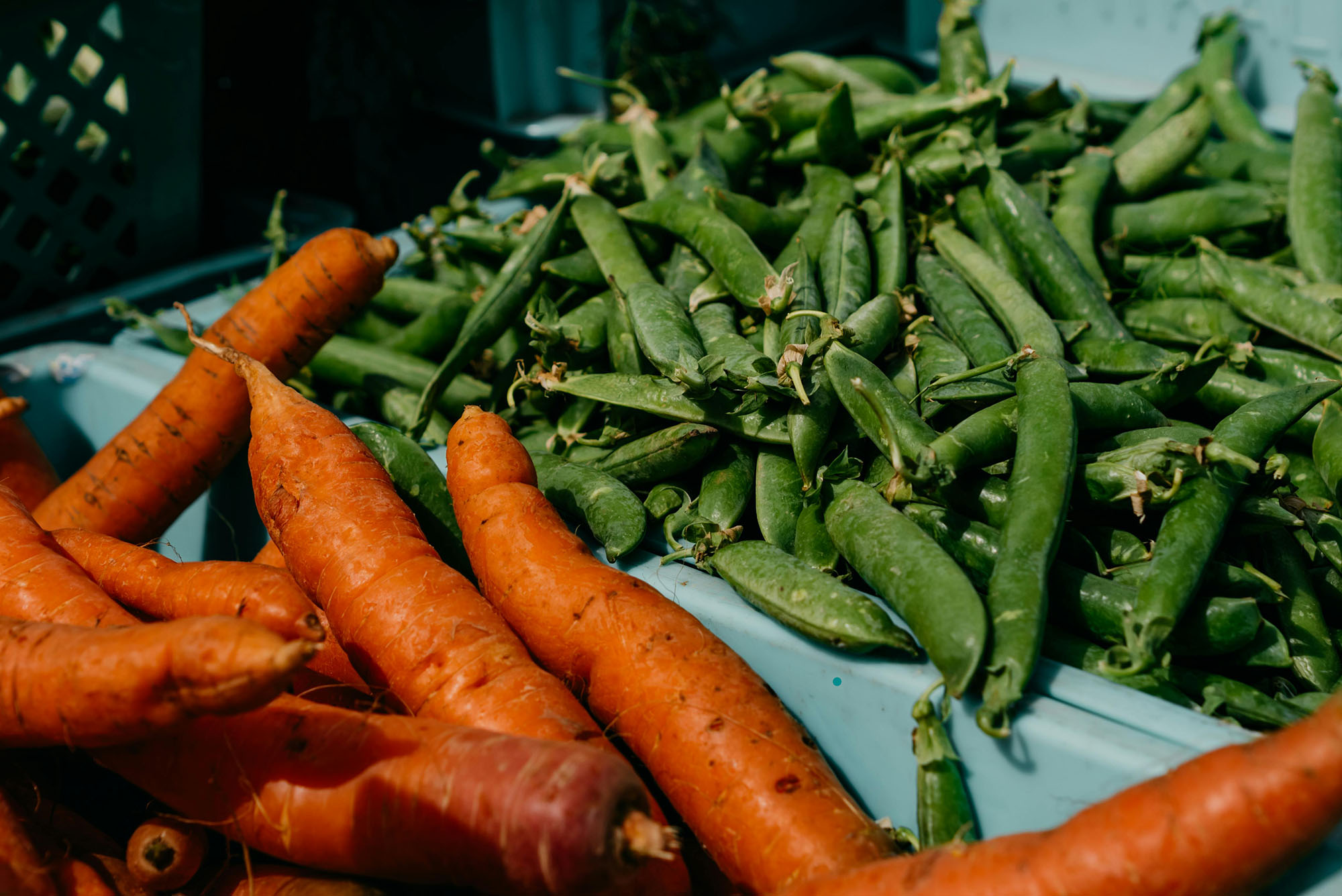 Fresh carrots and snap peas in crates for CSA pickup