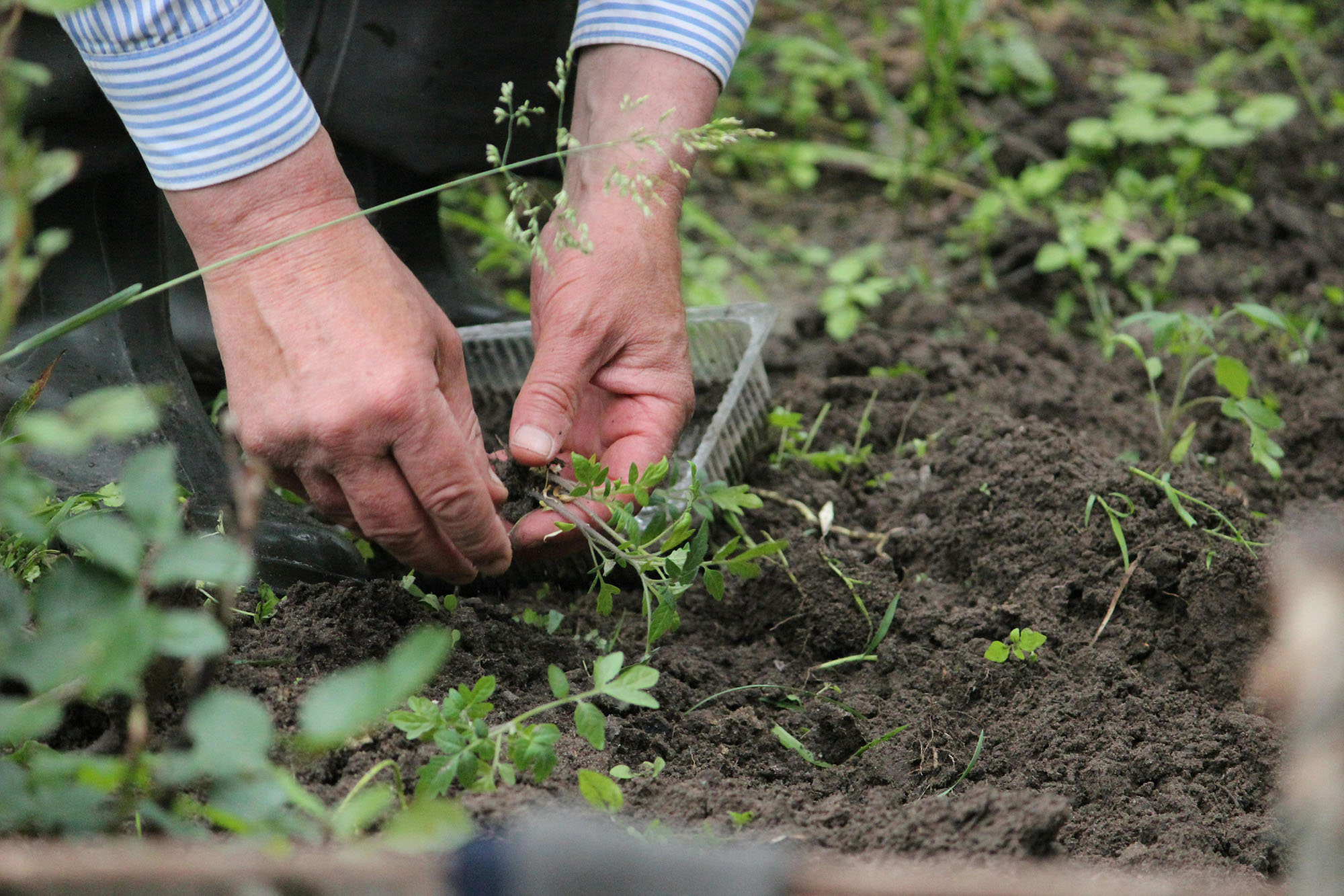 Hands planting seedlings in garden soil