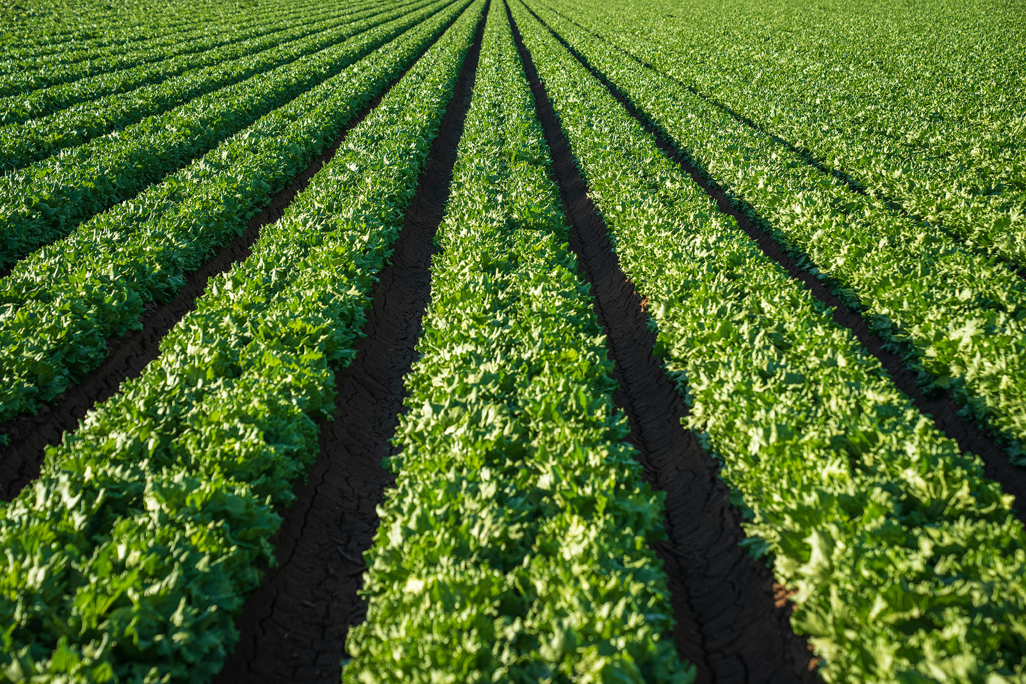 Rows of lettuce growing in a farm field